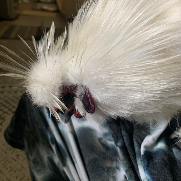 Meet your Posher, Netasha - Picture 1 of 1